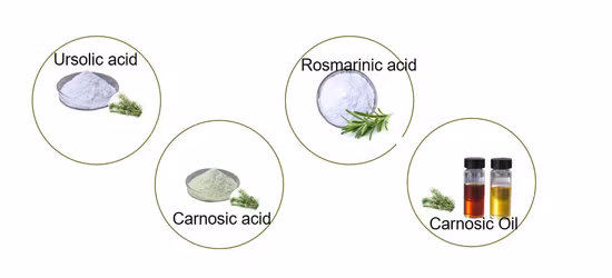 공장 공급 허브 추출물 분말 우르솔산